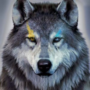 kiddwolf